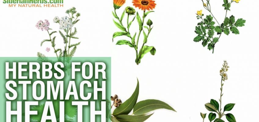 🌿► "Stomach Health" Siberian Monastery Herbal Tea – How does that natural remedy work?