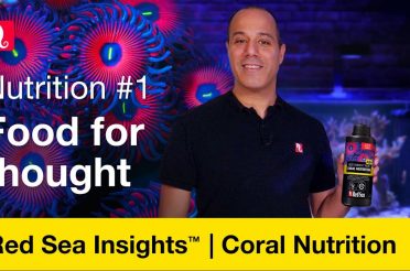 Coral nutrition – food for thought