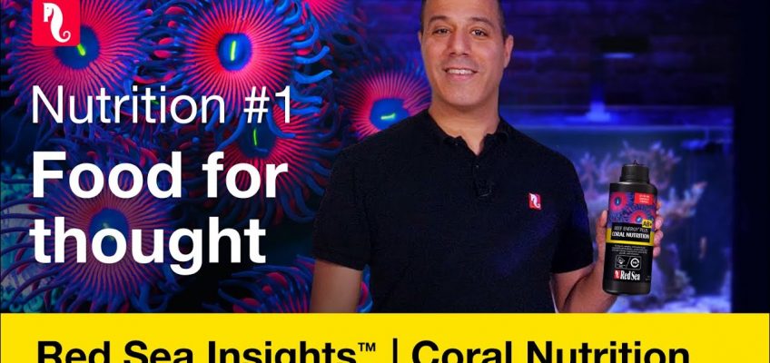 Coral nutrition – food for thought