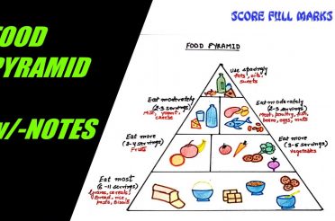 How to draw and color FOOD PYRAMID / HEALTHY EATING / BALANCED DIET w/-NOTES / SCIENCE /Step by step
