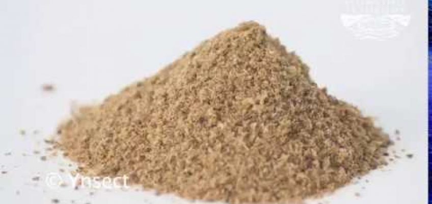 La nutrition des poissons