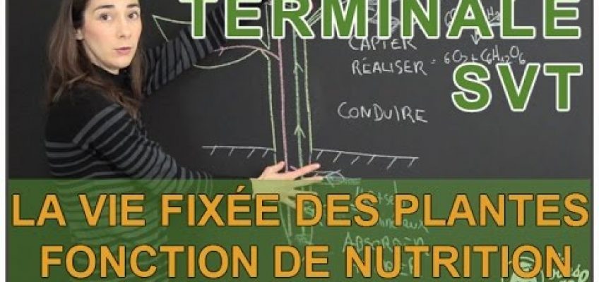 La vie fixée des plantes – Fonction de nutrition – SVT Terminale – Les Bons Profs