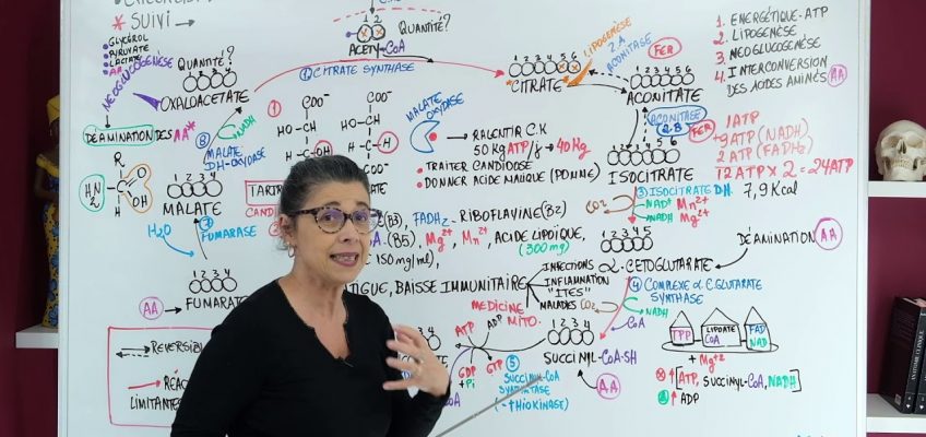 NUTRITION FONCTIONNELLE:  Quel est le rapport du cycle de Krebs et la candidose?