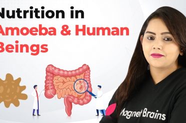 Nutrition in Amoeba and Human Beings – Life Process | Class 10th Biology