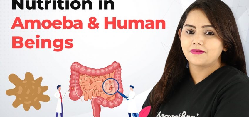 Nutrition in Amoeba and Human Beings – Life Process | Class 10th Biology