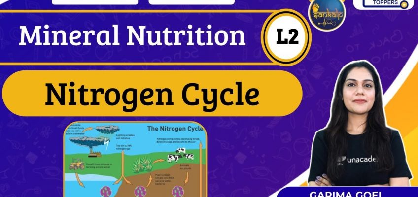 Sankalp: Mineral Nutrition L-2 | Nitrogen Cycle | NEET Toppers | Garima Goel