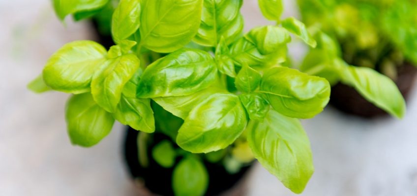 9 Best Summer Foods to Stock Up On
